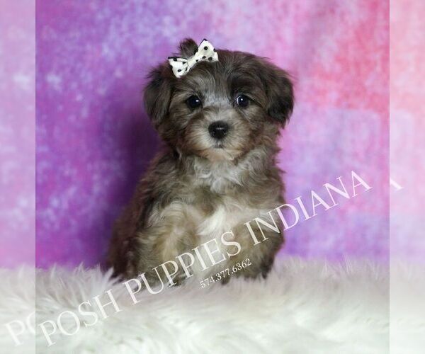 Medium Photo #115 Yorkipoo Puppy For Sale in WARSAW, IN, USA