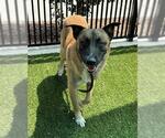 Small German Shepherd Dog Mix