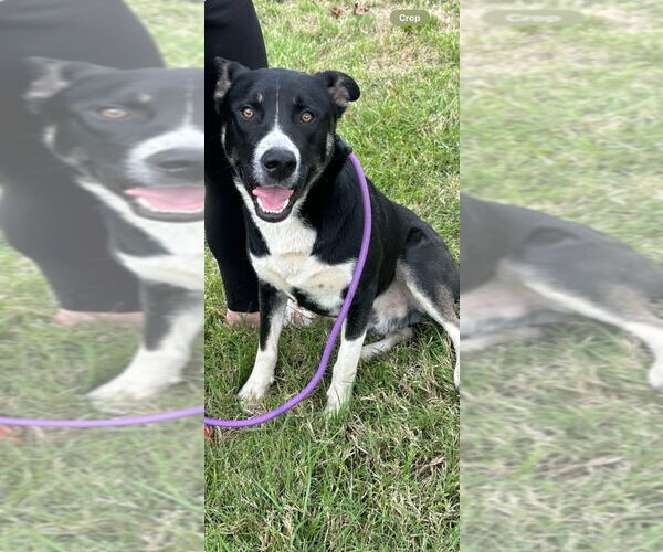 Medium Photo #1 American Pit Bull Terrier-Huskies  Mix Puppy For Sale in Evansville, IN, USA