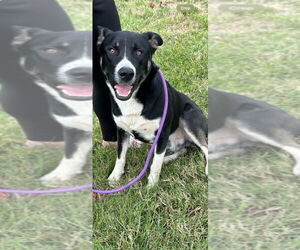 American Pit Bull Terrier-Huskies Mix Dogs for adoption in Evansville, IN, USA
