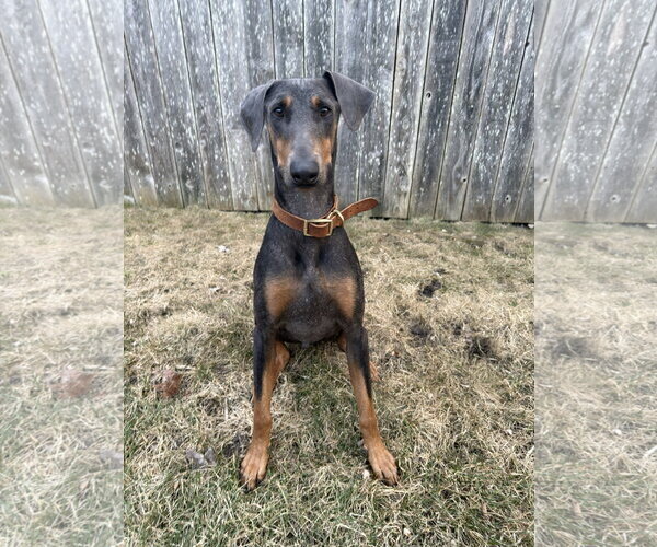 Medium Photo #2 Doberman Pinscher Puppy For Sale in Minneaoplis, MN, USA