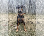 Small #1 Doberman Pinscher