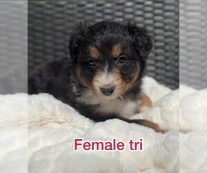 Medium Australian Shepherd