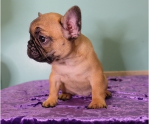 French Bulldog Puppy for sale in CLOVERDALE, OR, USA