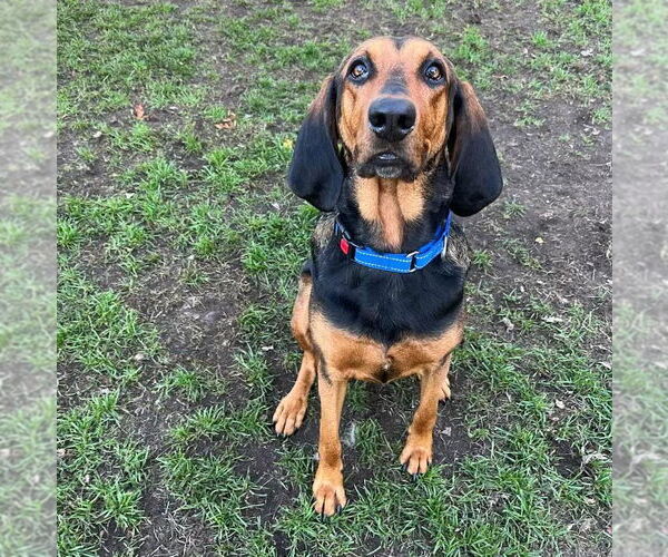 Medium Photo #6 Coonhound Puppy For Sale in Muskegon, MI, USA