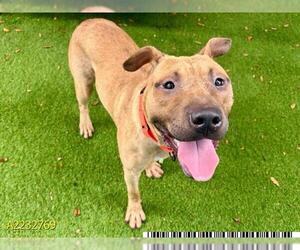 American Pit Bull Terrier Dogs for adoption in West Palm Beach, FL, USA