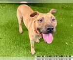 Small American Pit Bull Terrier