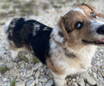 Small Photo #13 American Corgi Puppy For Sale in COLLEGE STATION, TX, USA