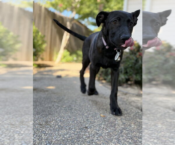 Medium Photo #6 German Shepherd Dog Puppy For Sale in West Sacramento, CA, USA