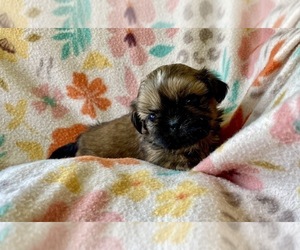 Shih Tzu Puppy for sale in DUFF, TN, USA