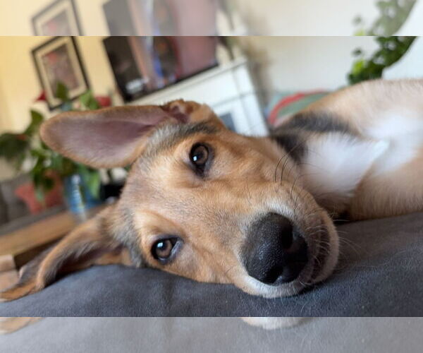 Medium Photo #4 Mutt Puppy For Sale in Cary, NC, USA