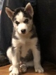 Small Photo #14 Siberian Husky Puppy For Sale in MOORE, SC, USA