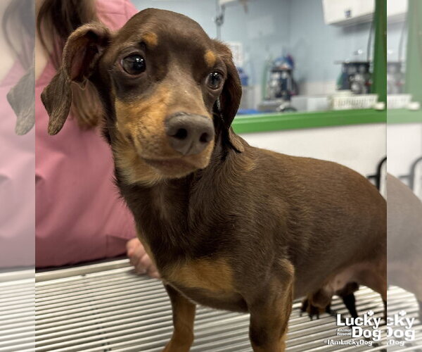 Medium Photo #2 Dachshund-Unknown Mix Puppy For Sale in Washington, DC, USA