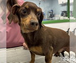 Small #1 Dachshund Mix