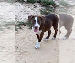 Small #7 Mountain Cur Mix