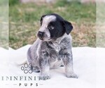 Small #1 Australian Cattle Dog