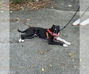 Leia - Female Mutt Dog for Adoption - Photo #7