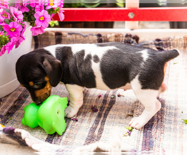 Medium Photo #9 Dachshund Puppy For Sale in WAKARUSA, IN, USA