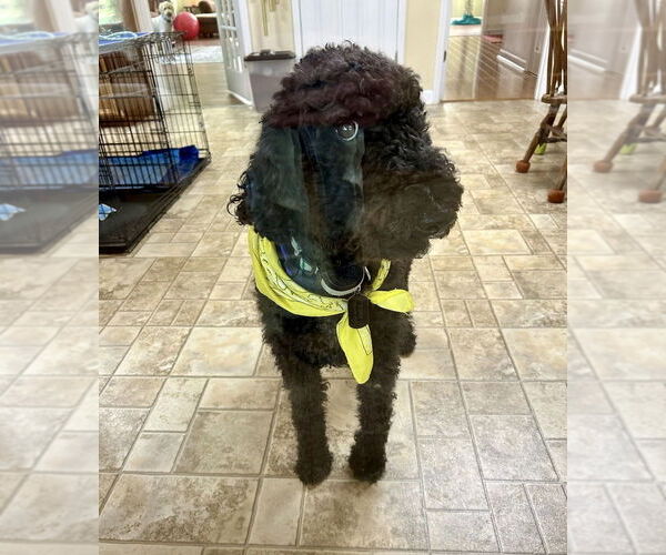 Medium Photo #4 Goldendoodle Puppy For Sale in Mooresville, NC, USA