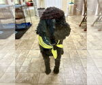 Small #3 Goldendoodle