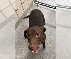 Labrador Retriever-Unknown Mix Dogs for adoption in Pasadena, TX, USA