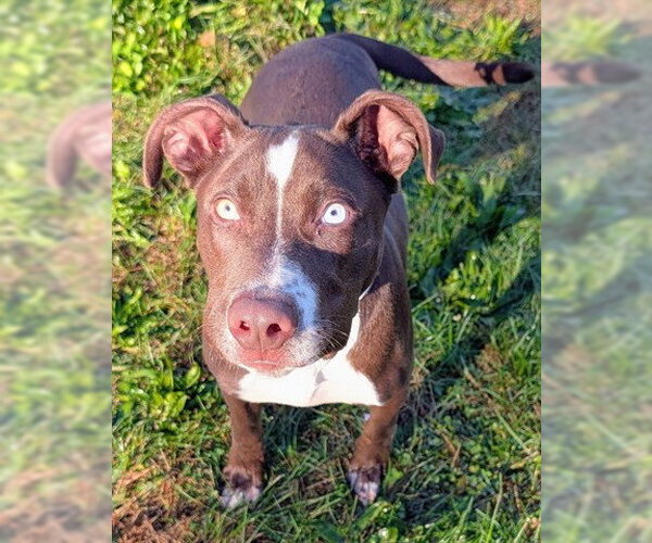 Medium Photo #1 American Staffordshire Terrier-Unknown Mix Puppy For Sale in Akron, OH, USA