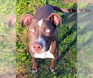 American Staffordshire Terrier-Unknown Mix Dogs for adoption in Akron, OH, USA