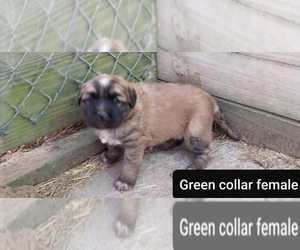 German Shepherd Dog-Saint Bernard Mix Puppy for sale in SAND LAKE, MI, USA