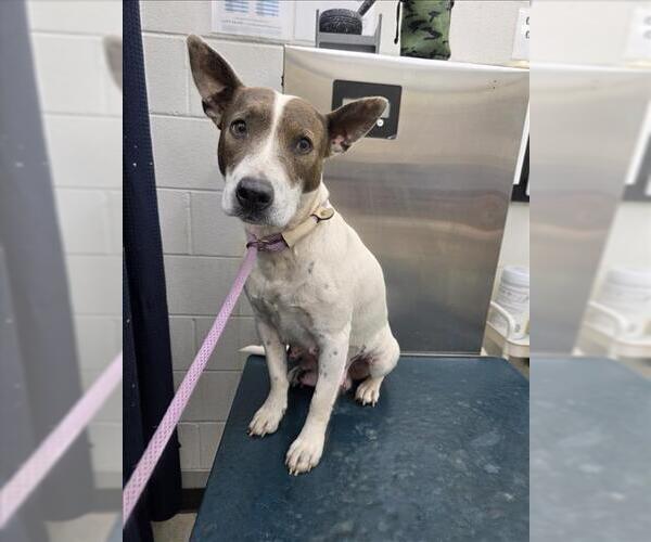 Medium Photo #1 Bull Terrier-Unknown Mix Puppy For Sale in Mobile, AL, USA