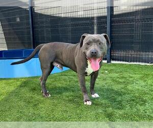 American Pit Bull Terrier Dogs for adoption in Orange, CA, USA