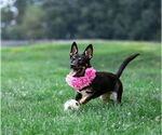 Small #2 Australian Kelpie-Dachshund Mix