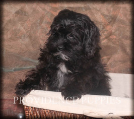 Shih-Poo Puppy for sale in WAYLAND, IA, USA