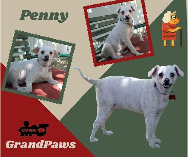 Medium Photo #1 Poodle (Miniature) Puppy For Sale in Lindsay, CA, USA