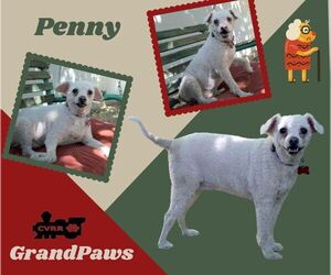 Poodle (Miniature) Dogs for adoption in Lindsay, CA, USA