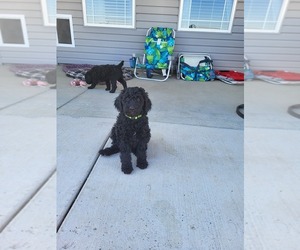 Poodle (Standard) Puppy for sale in TWIN FALLS, ID, USA