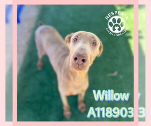 Doberman Pinscher Dogs for adoption in HESPERIA, CA, USA