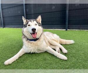 NALU - Male Siberian Husky Dog for Adoption - Photo #2
