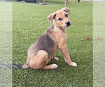 Small Photo #4 Beagle-Unknown Mix Puppy For Sale in Escondido, CA, USA