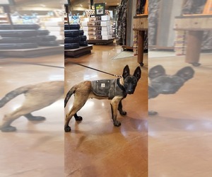 Belgian Malinois Puppy for sale in PHILLIPS RANCH, CA, USA