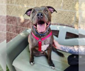 American Pit Bull Terrier Dogs for adoption in Minneapolis, MN, USA