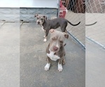 Small Photo #2 American Bully Puppy For Sale in EDON, OH, USA
