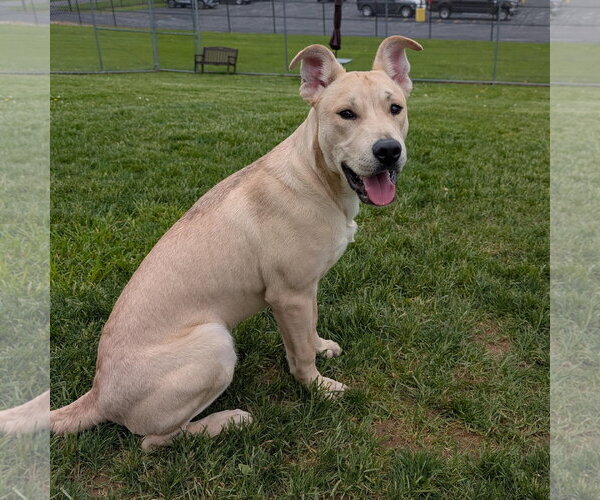 Medium Photo #5 Labrador Retriever-Unknown Mix Puppy For Sale in Rootstown, OH, USA