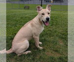 Small #4 Labrador Retriever Mix