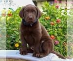 Small Photo #7 Labrador Retriever Puppy For Sale in LEBANON, PA, USA