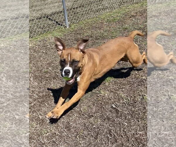 Medium Photo #4 Boxer-Unknown Mix Puppy For Sale in Virginia Beach, VA, USA