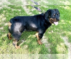 Father of the Rottweiler puppies born on 08/22/2025