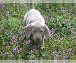 Small Photo #3 Weimaraner Puppy For Sale in AMORITA, OK, USA