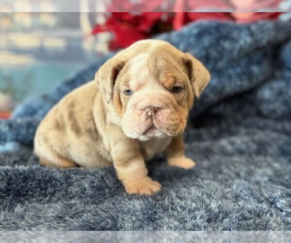 Medium Photo #1 English Bulldog Puppy For Sale in OOLOGAH, OK, USA