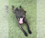 Small #1 Boston Terrier Mix