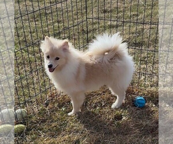 Medium Photo #4 Pomeranian Puppy For Sale in ROCK VALLEY, IA, USA